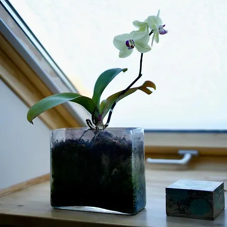 Bed & Breakfast Den Japanske Have