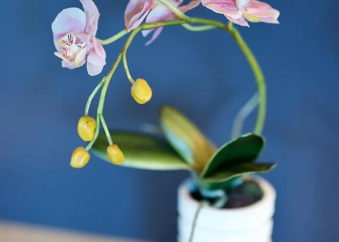 Bed & Breakfast Den Japanske Have