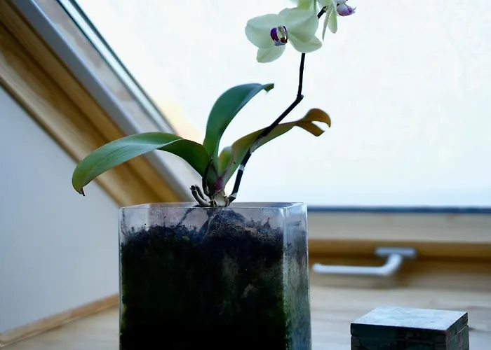 Bed & Breakfast Den Japanske Have